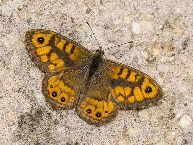 Wall Brown, Witcham, Cambs