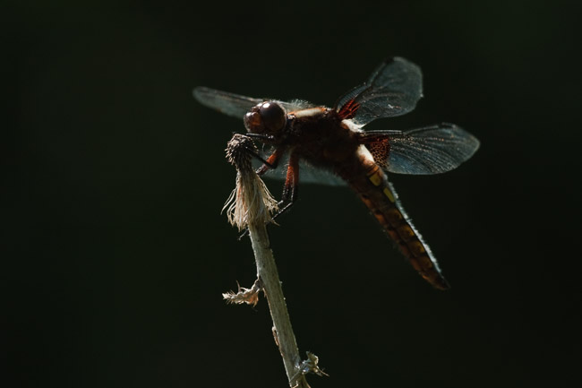 Male Broad-bodied Chaser (Libellula depressa), Aldreth, Cambridgeshire