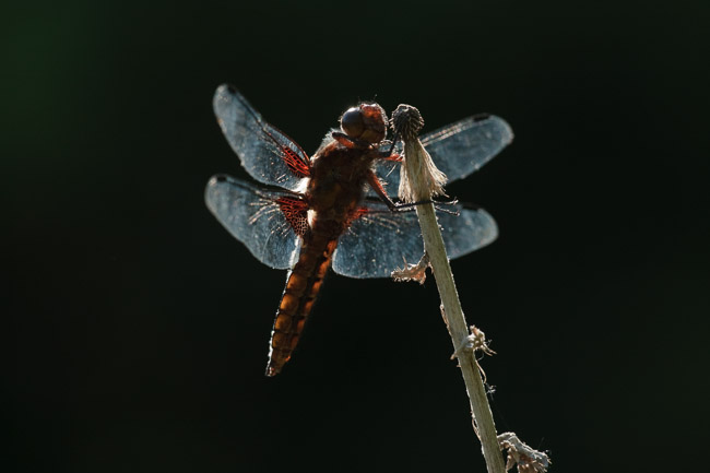 Male Broad-bodied Chaser (Libellula depressa), Aldreth, Cambridgeshire