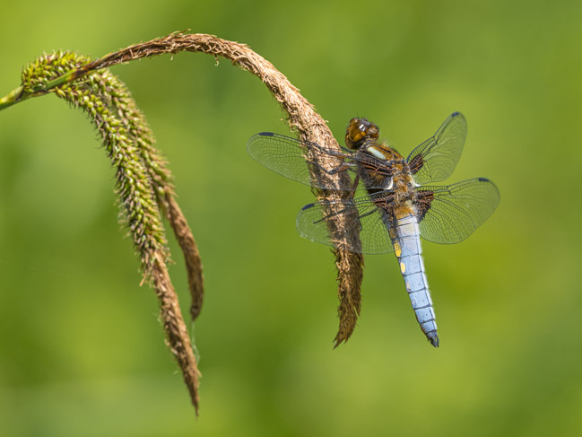 Male Broad-bodied Chaser, Aldreth, Cambs