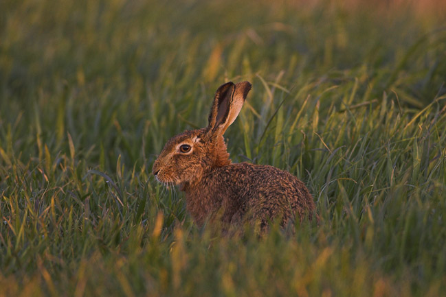 Brown Hare (Lepus europaeus), Norfolk