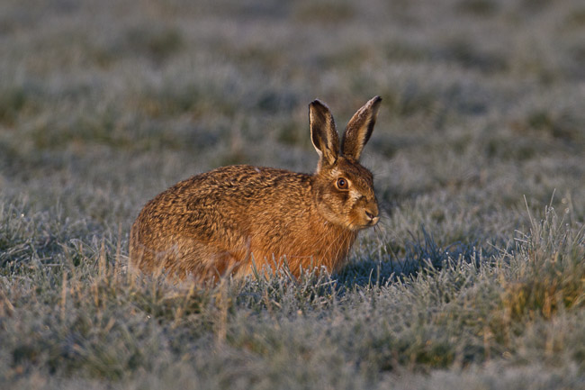 Brown Hare (Lepus europaeus), Norfolk