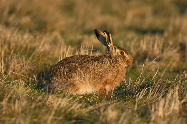 Brown Hare (Lepus europaeus), Norfolk