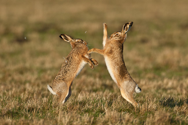 Brown Hares (Lepus europaeus) boxing, Norfolk