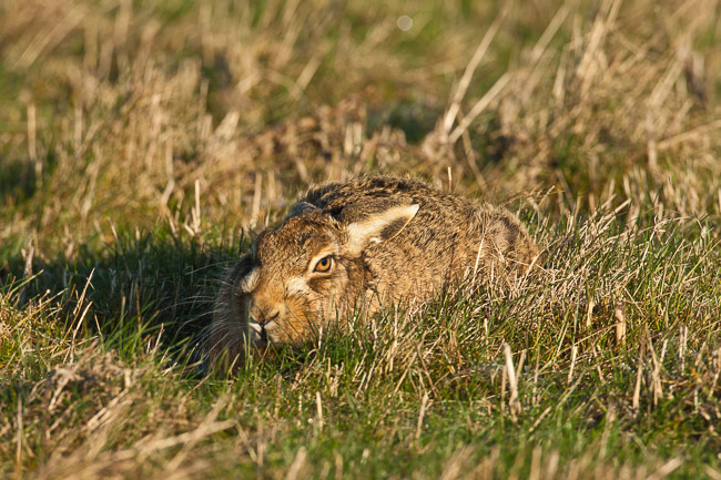 Brown Hare (Lepus europaeus), Norfolk