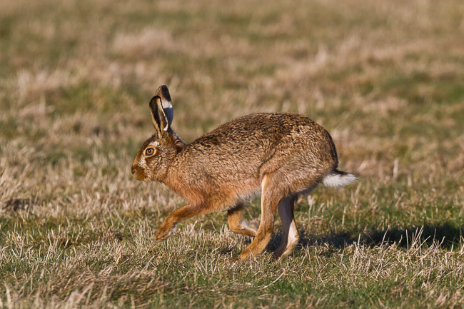 Brown Hare (Lepus europaeus), Norfolk