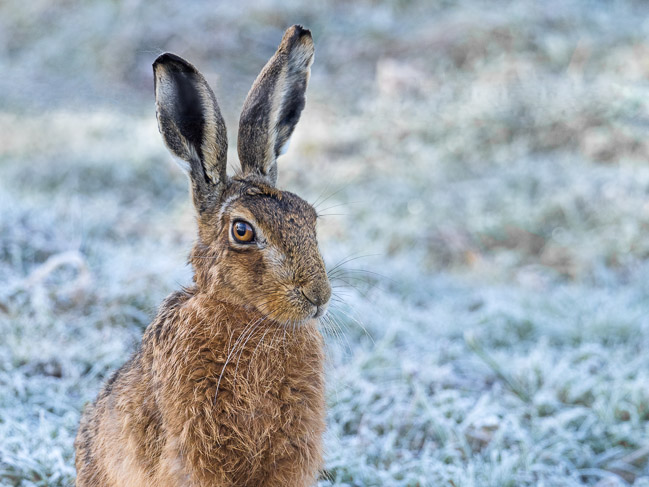 Brown Hare in frost, Kingfishers Bridge, Cambs