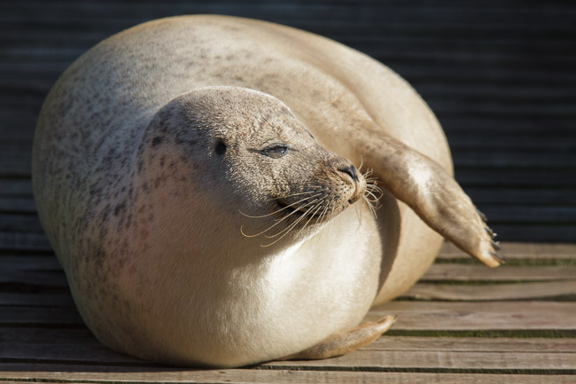 Female Common Seal (Phoca vitulina), heavily pregnant, Cambridgeshire