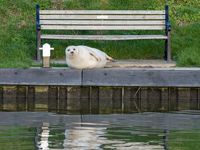 Common Seal, Ten Mile Bank, Norfolk