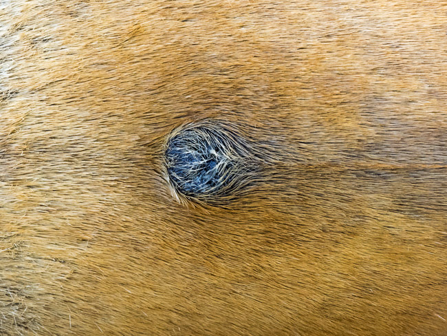 Penile opening and groove of Common Seal, Earith, Cambs