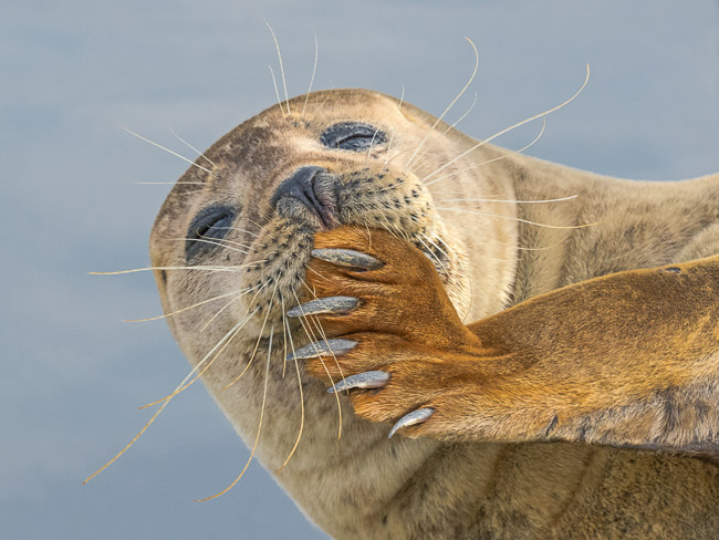 Male Common Seal, Earith, Cambs
