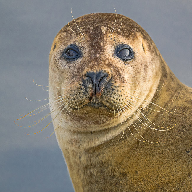 Male Common Seal, Earith, Cambs
