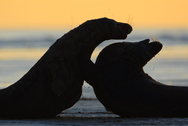 Male Grey seals (Halichoerus grypus) fighting, Lincolnshire