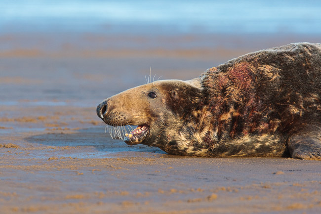 Male Grey seal (Halichoerus grypus) in threat display, Lincolnshire