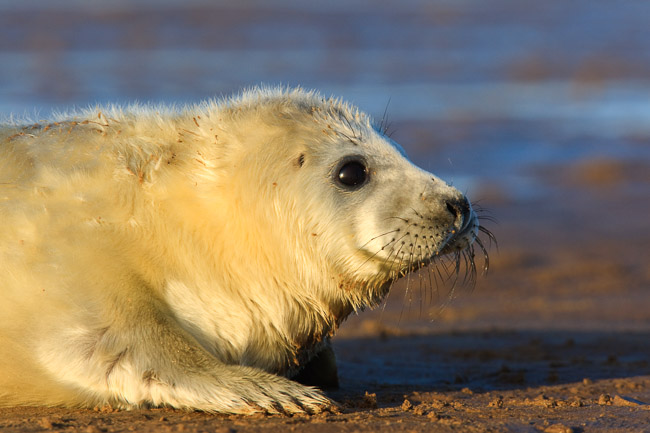 Grey seal pup (Halichoerus grypus), Lincolnshire