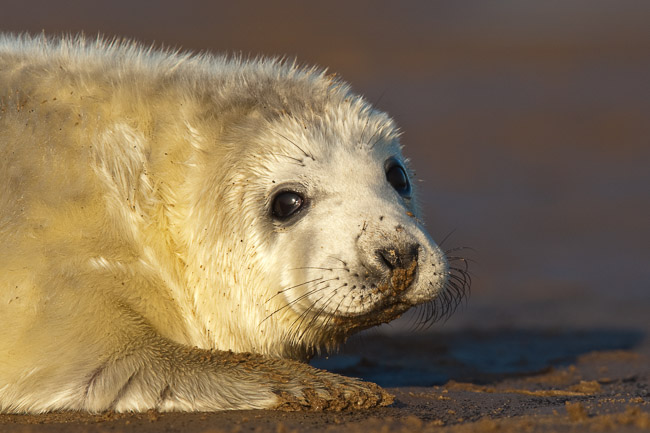 Grey seal pup (Halichoerus grypus), Lincolnshire
