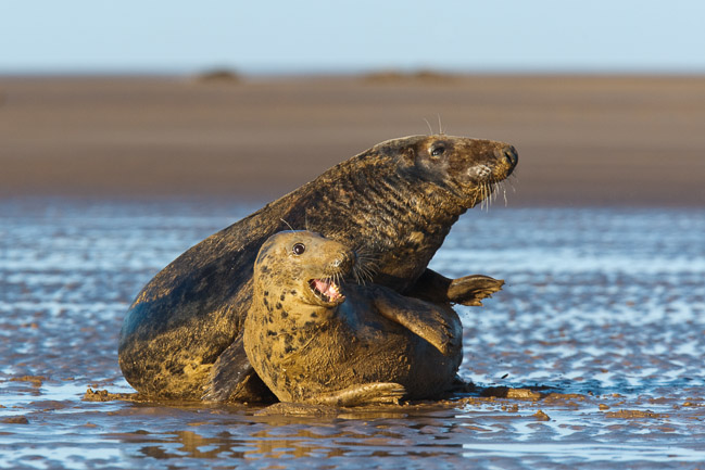 Pair of Grey seals (Halichoerus grypus) in courtship, Lincolnshire