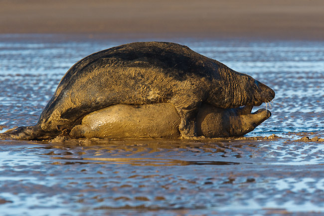 Pair of Grey seals (Halichoerus grypus) mating, Lincolnshire