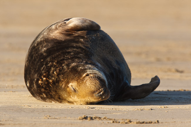 Male Grey seal (Halichoerus grypus), Lincolnshire