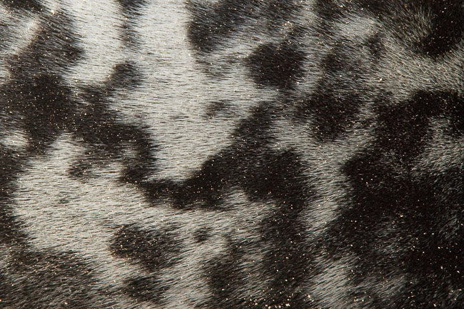 Close-up of the coat of a juvenile Grey Seal (Halichoerus grypus), Lincolnshire