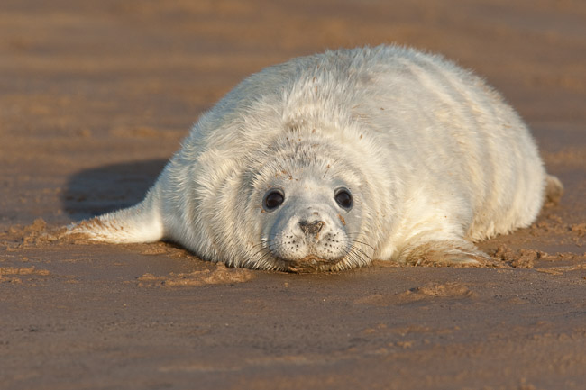 Grey seal pup (Halichoerus grypus), Lincolnshire