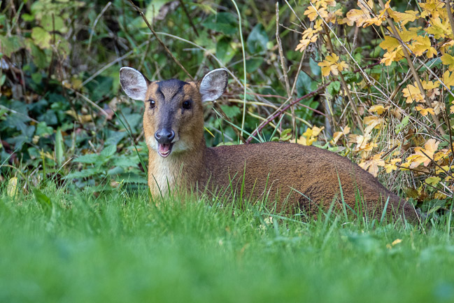 Reeves' Muntjac in garden, Aldreth, Cambs