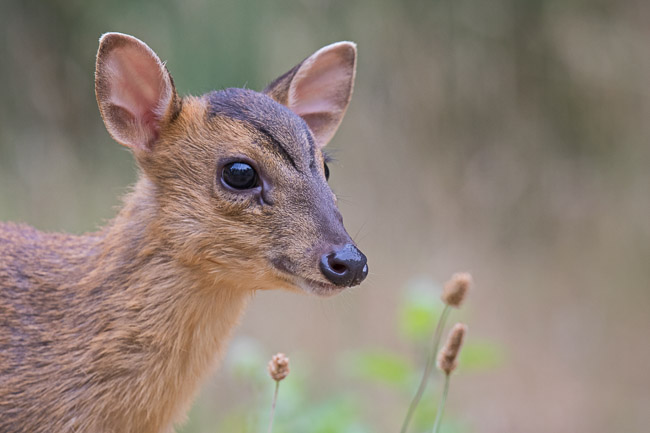 Young Muntjac deer, Thetford, Cambs