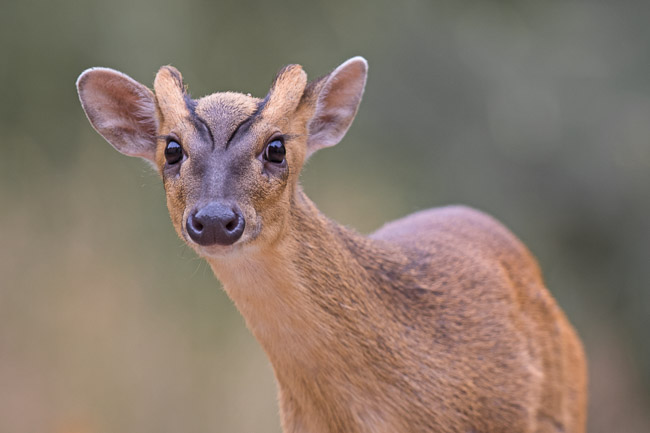 Male Muntjac deer, Thetford, Norfolk