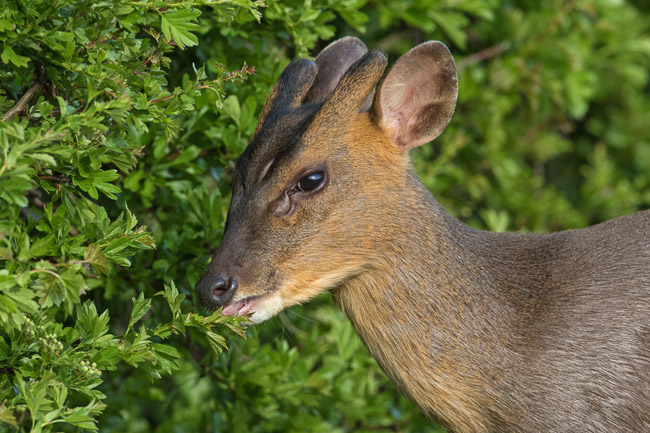 Muntjac Deer grazing, Upware, Cambs