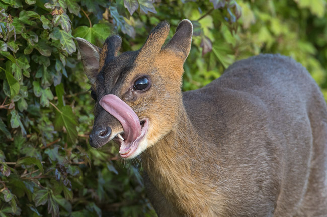 Muntjac Deer showing tongue and teeth, Upware, Cambs