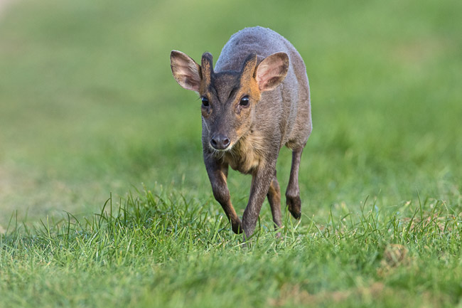 Muntjac Deer running, Upware, Cambs