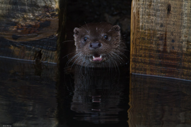 Otter (Lutra lutra), Lake Windermere, Cumbria