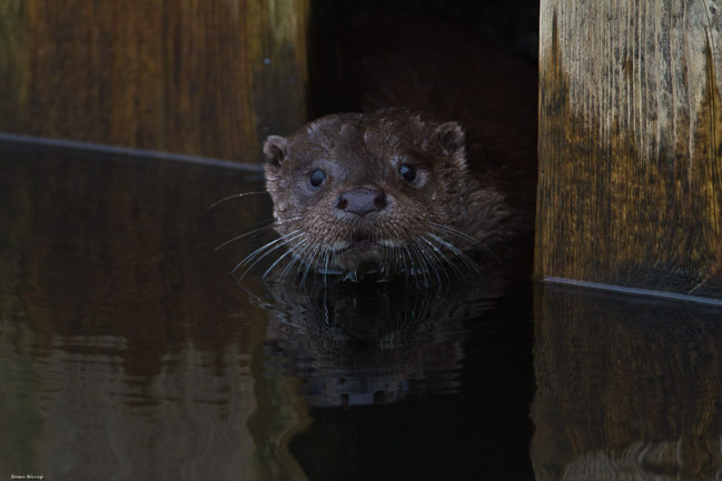 Otter (Lutra lutra), Lake Windermere, Cumbria