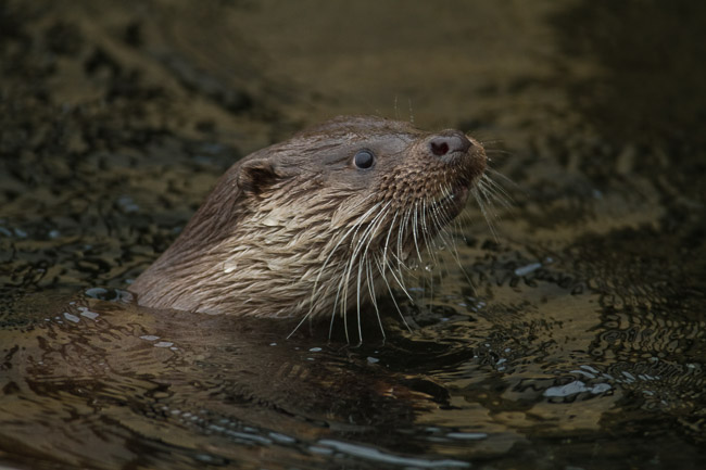 Otter (Lutra lutra), Lake Windermere, Cumbria