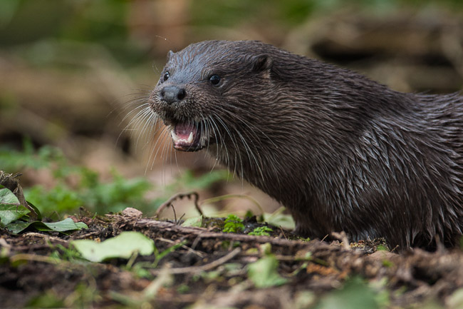 Immature female Otter (Lutra lutra), Norfolk