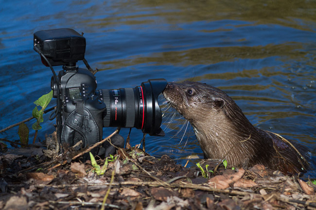 Immature female Otter, sniffing at camera,  (Lutra lutra), Norfolk