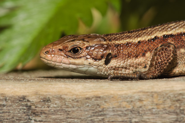 Common or Viviparous Lizard  (Lacerta vivipara / Zootoca vivipara), Woodwalton Fen, Cambridgeshire