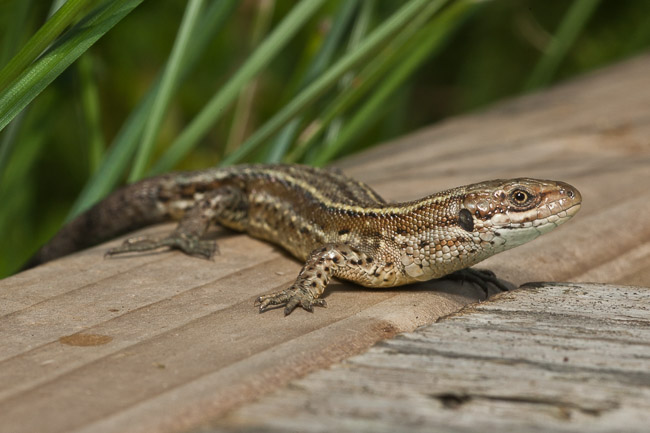 Common or Viviparous Lizard  (Lacerta vivipara / Zootoca vivipara),  near Chittering, Cambridgeshire
