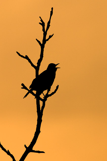 Blackbird (Turdus merula) singing at dusk, Aldreth, Cambridgeshire