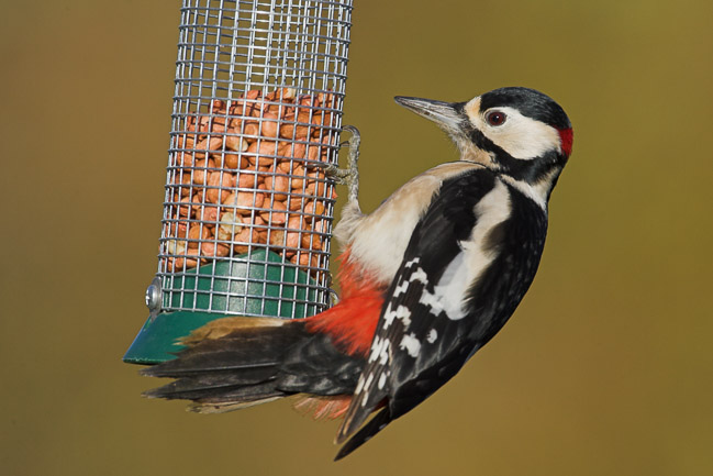 Male Great Spotted Woodpecker (Dendrocopos major), Aldreth, Cambridgeshire