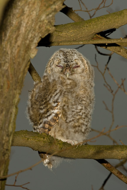 Juvenile Tawny Owl (Strix aluco), Aldreth, Cambridgeshire