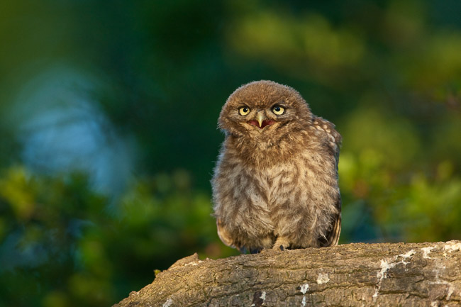 Juvenile Little Owl (Athene noctua), Aldreth, Cambridgeshire
