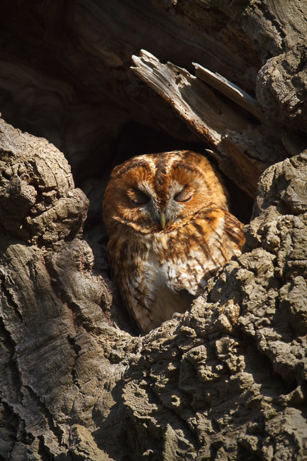 Tawny Owl (Strix aluco) in oak tree, Aldreth, Cambridgeshire