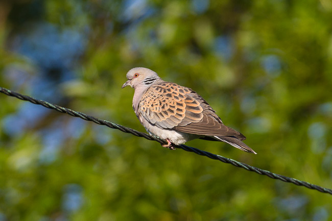 Singing Turtle Dove (Streptopelia turtur), Aldreth, Cambridgeshire