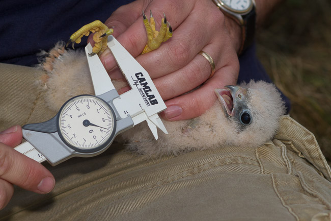 Hobby chick (Falco subbuteo) being ringed
