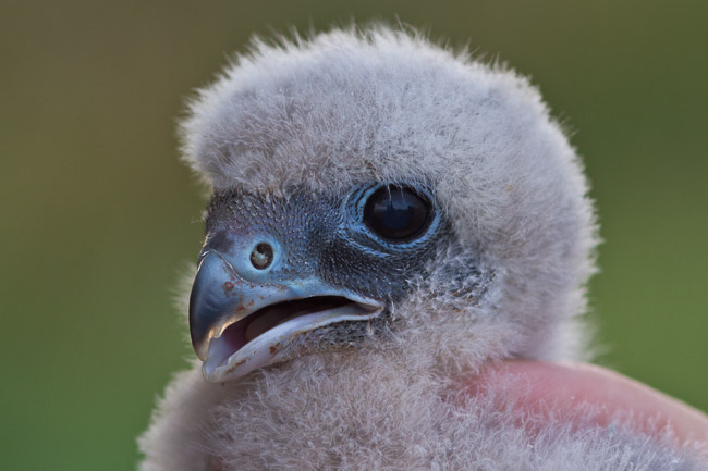 Hobby chick (Falco subbuteo) in the hand