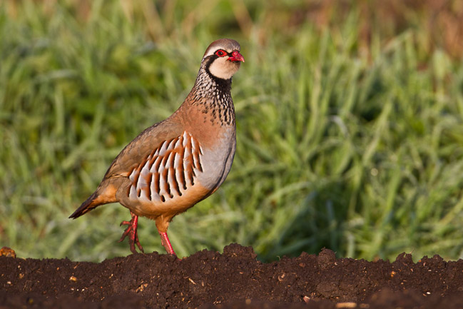 Red-legged Partridge (Perdix rufa), Aldreth, Cambridgshire