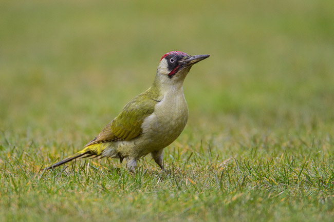 Male Green Woodpecker (Picus viridis), Aldreth, Cambridgeshire