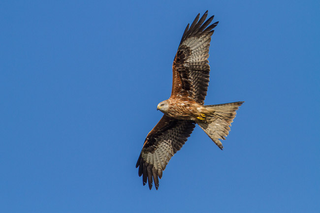 Red Kite (Milvus milvus), Aldreth, Cambridgeshire