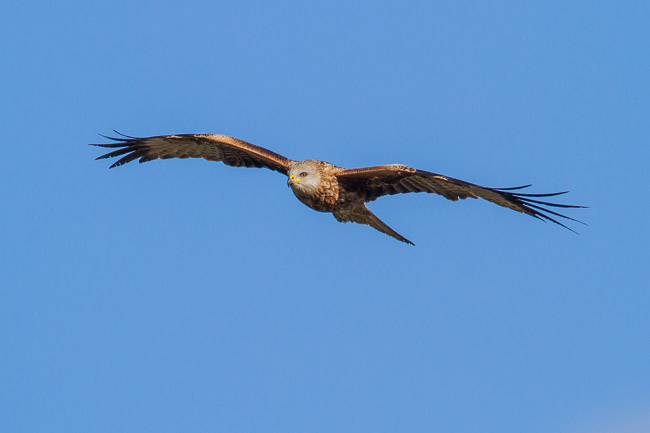Red Kite (Milvus milvus), Aldreth, Cambridgeshire